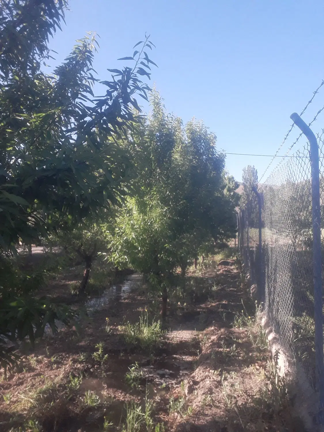 انباری