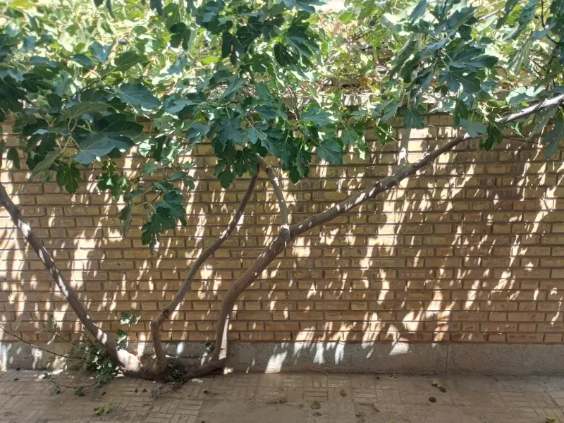 خانه ویلایی ولی عصر غربی