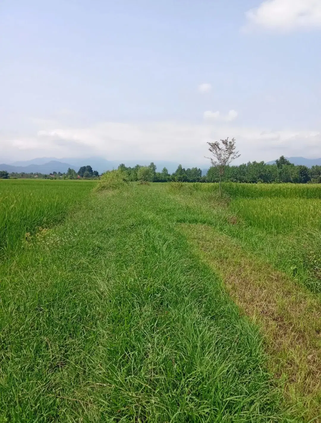 مزرعه سنتی 5هزارمتر