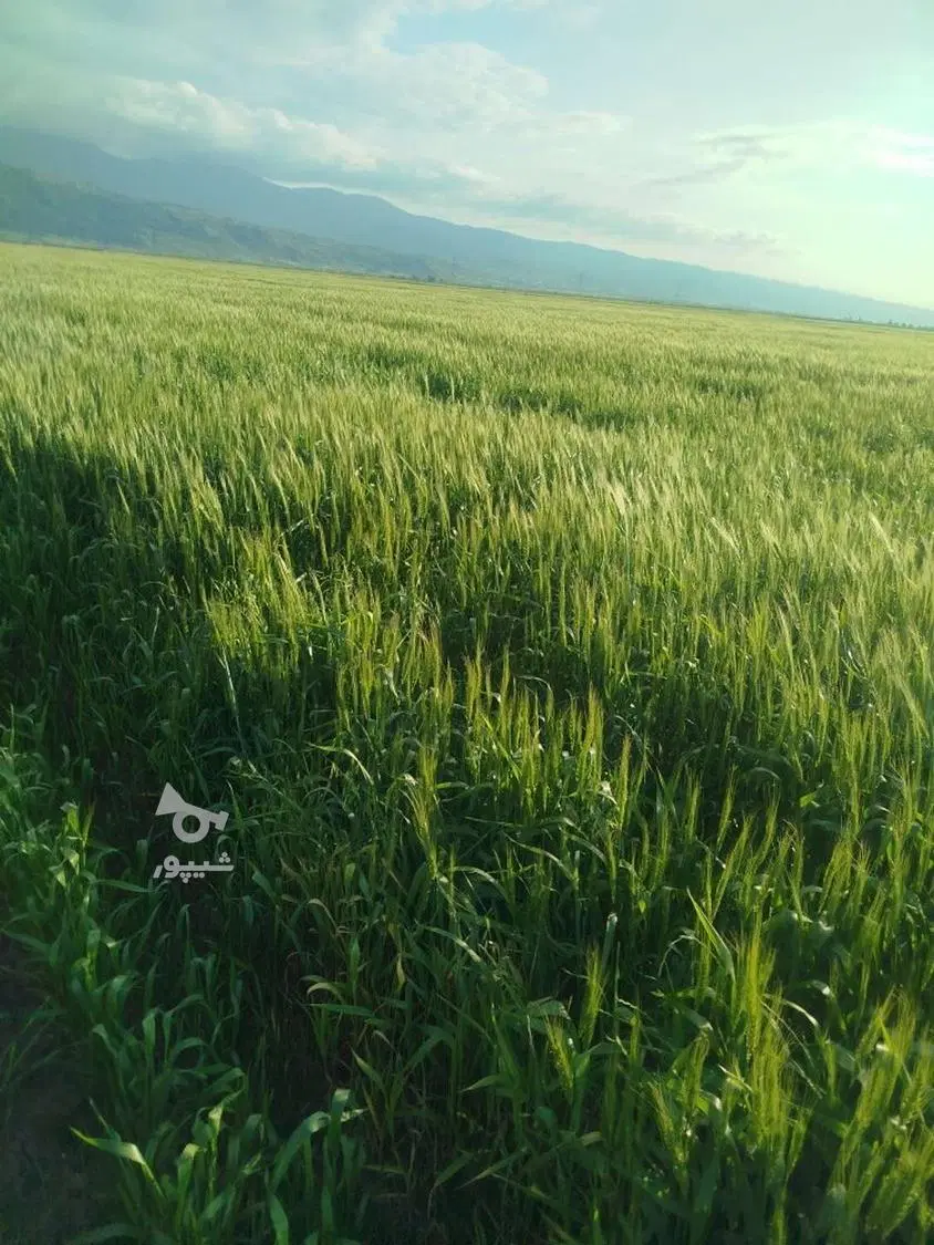 زمین نفت سیاه