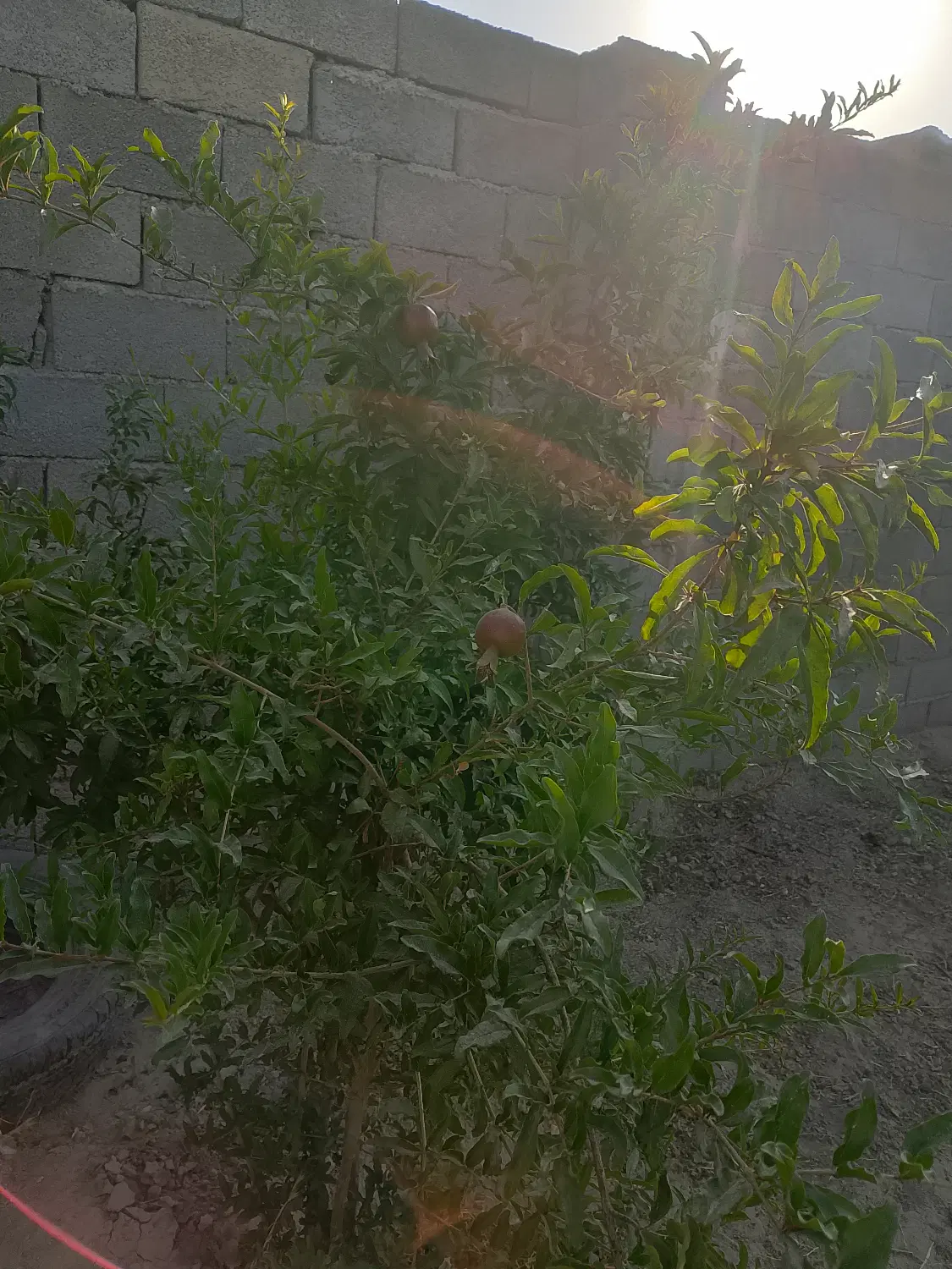 باغچه