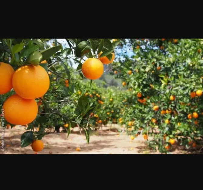 زمین فروشی باغون اباد