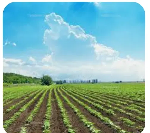 زمین کشاورزی صالح آباد ،قرچک