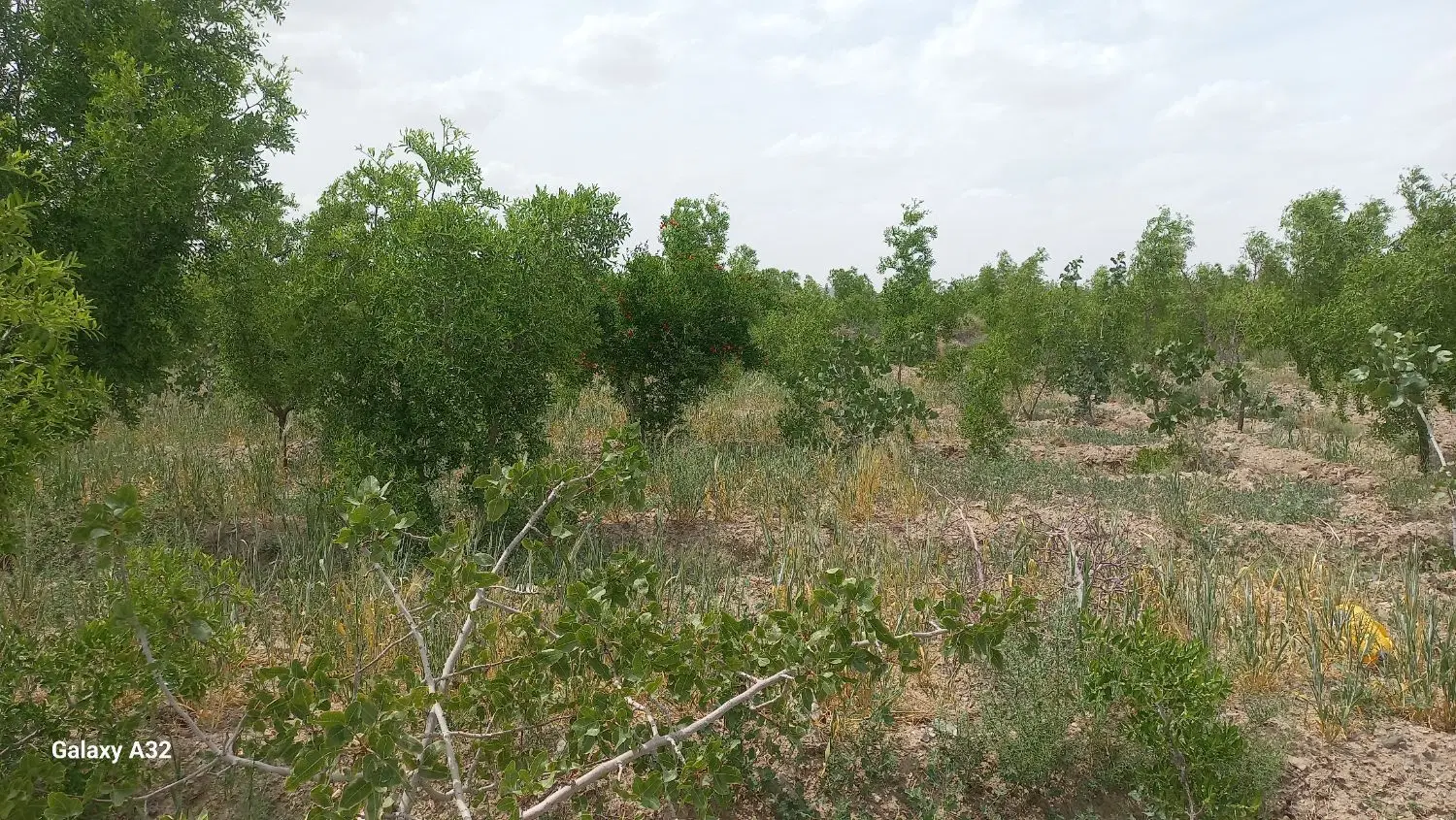 اجاره ارزان خانه ویلایی کلاته بجدی