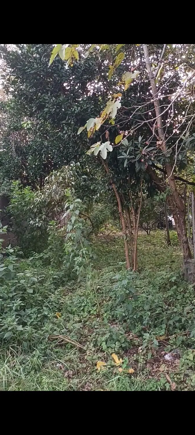 ۲۰۴ متر زمین مسکونی با پروانه ساخت