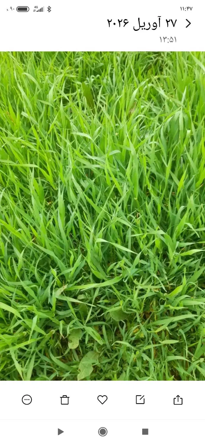 فروش زمین کشاورزی