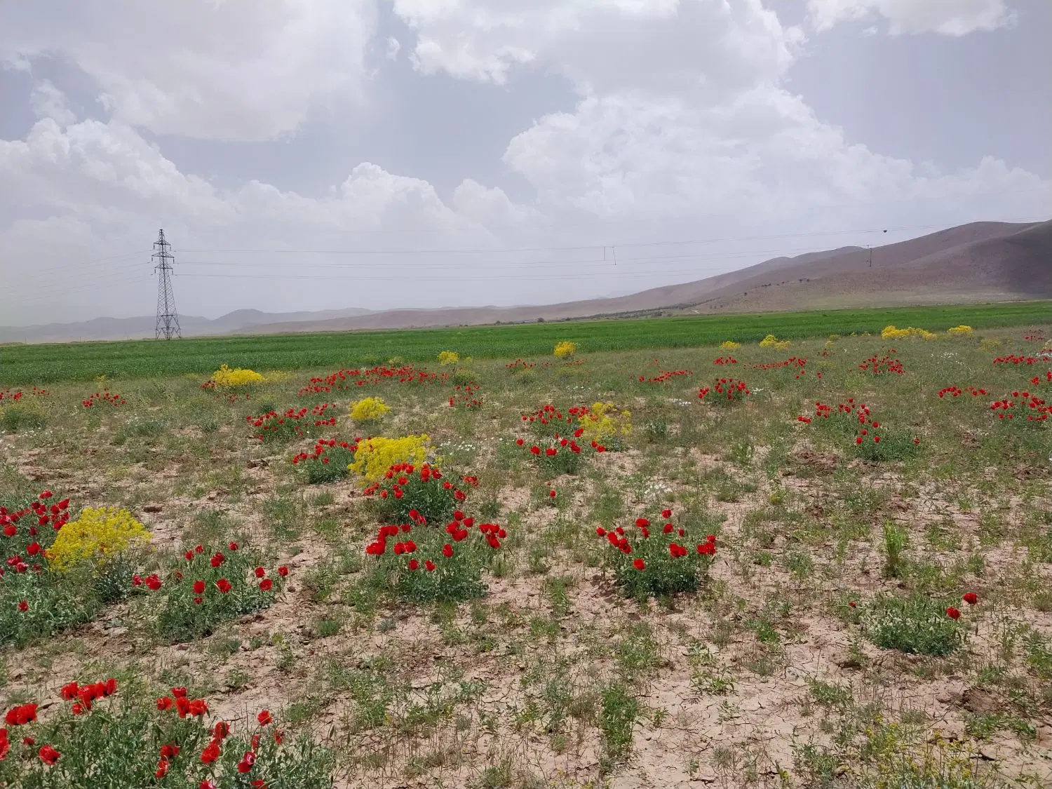 فروش زمین کاریزلند