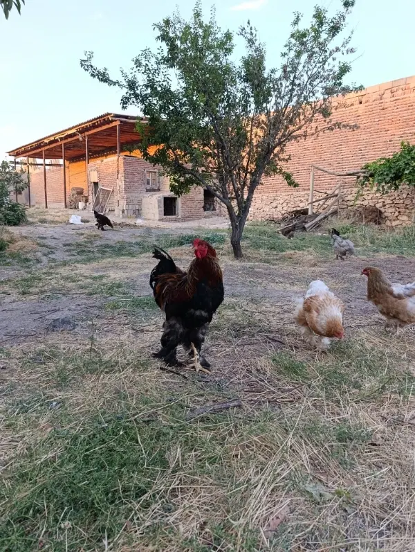 اجاره کارگاه بر جاده مراغه