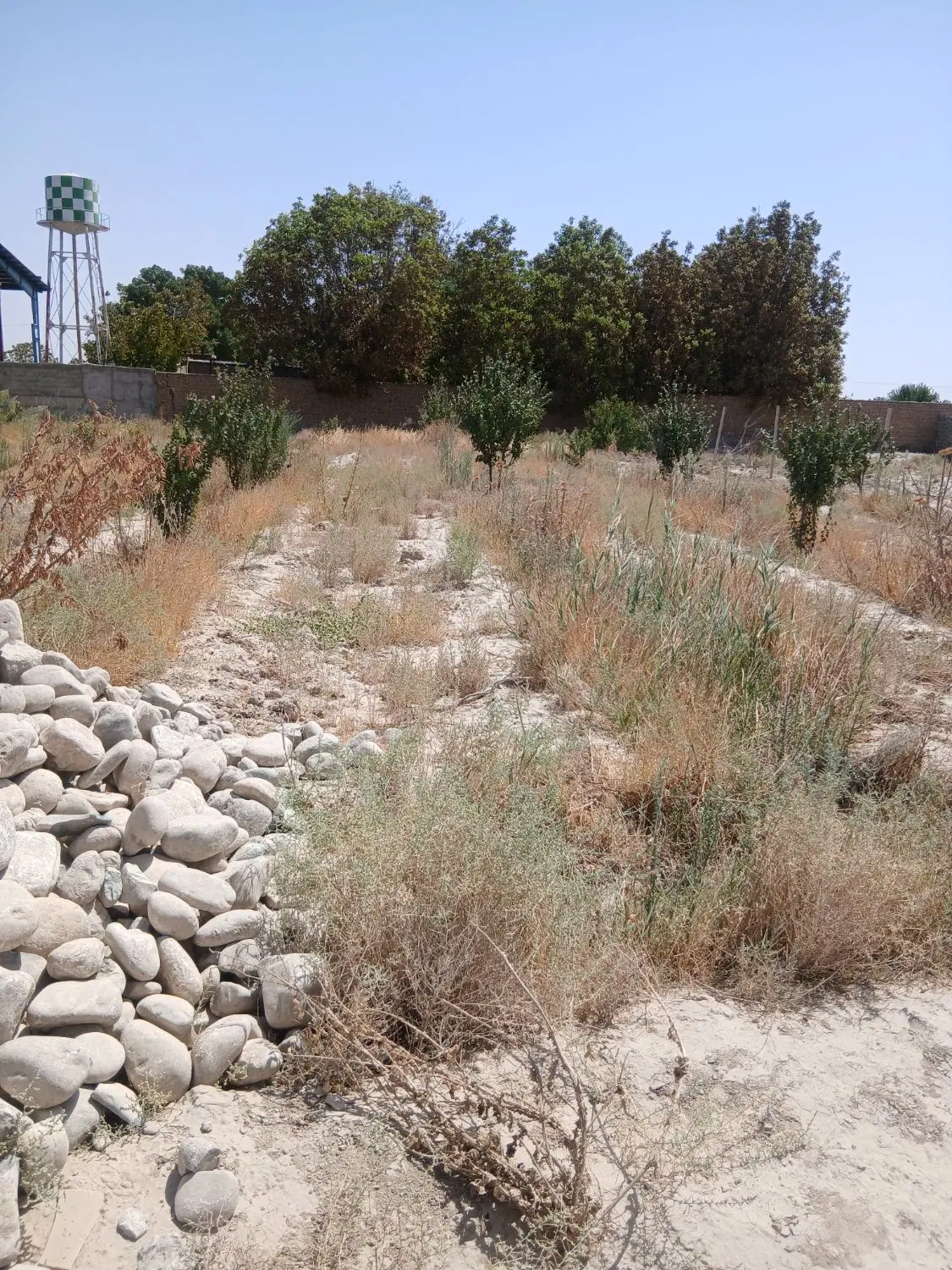 ۱۲۰متر زمین باغی بکه