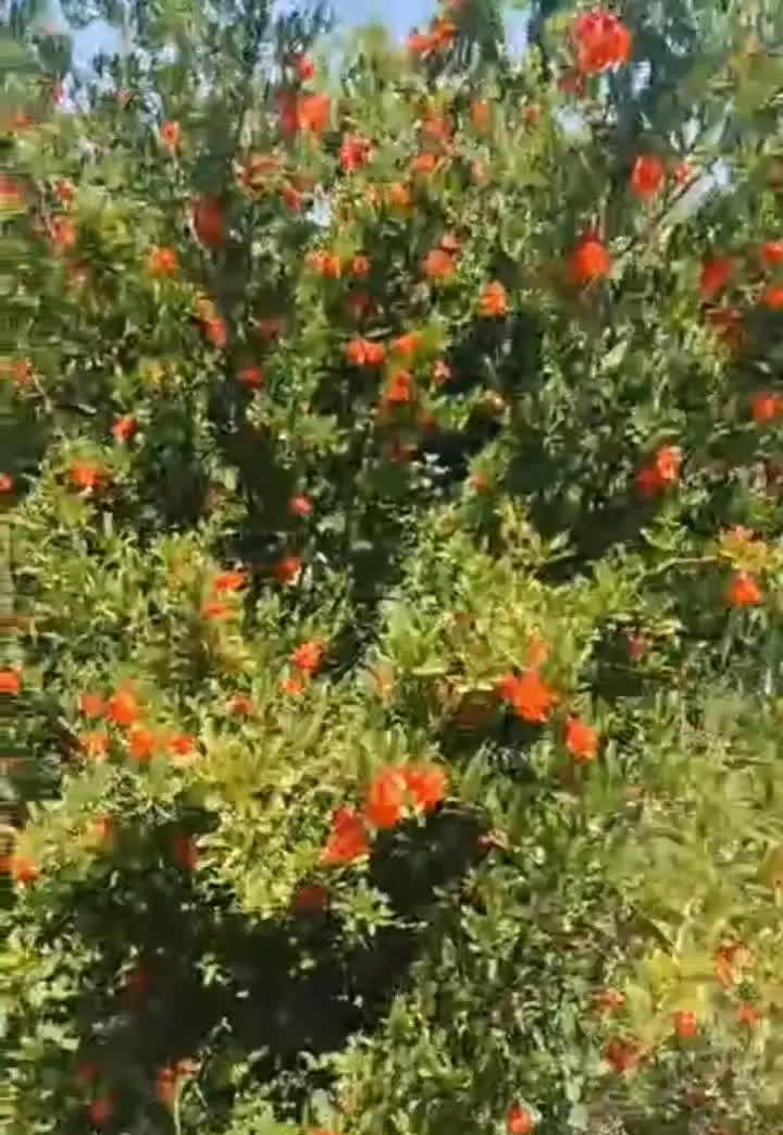 فروش باغچه