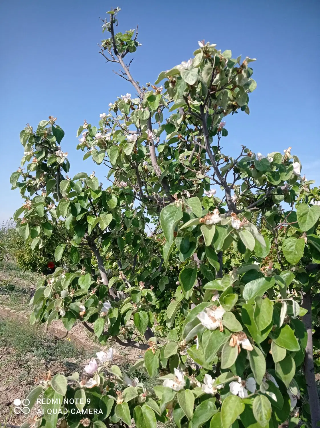 باغ در تنکمان