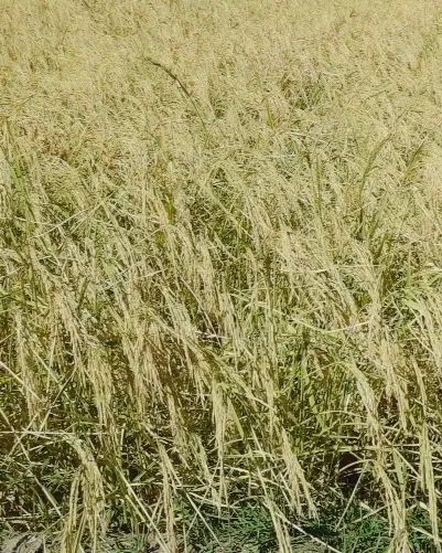 فروش زمین آبی