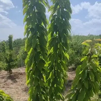 زمین ، باغ