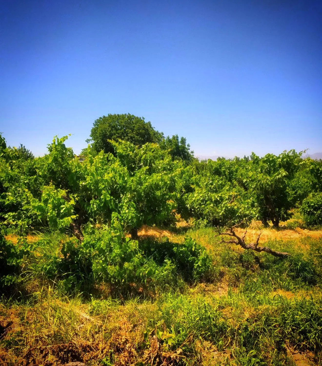باغ و باغچه) سند آب) چهار دیواری) درب ماشین رو)