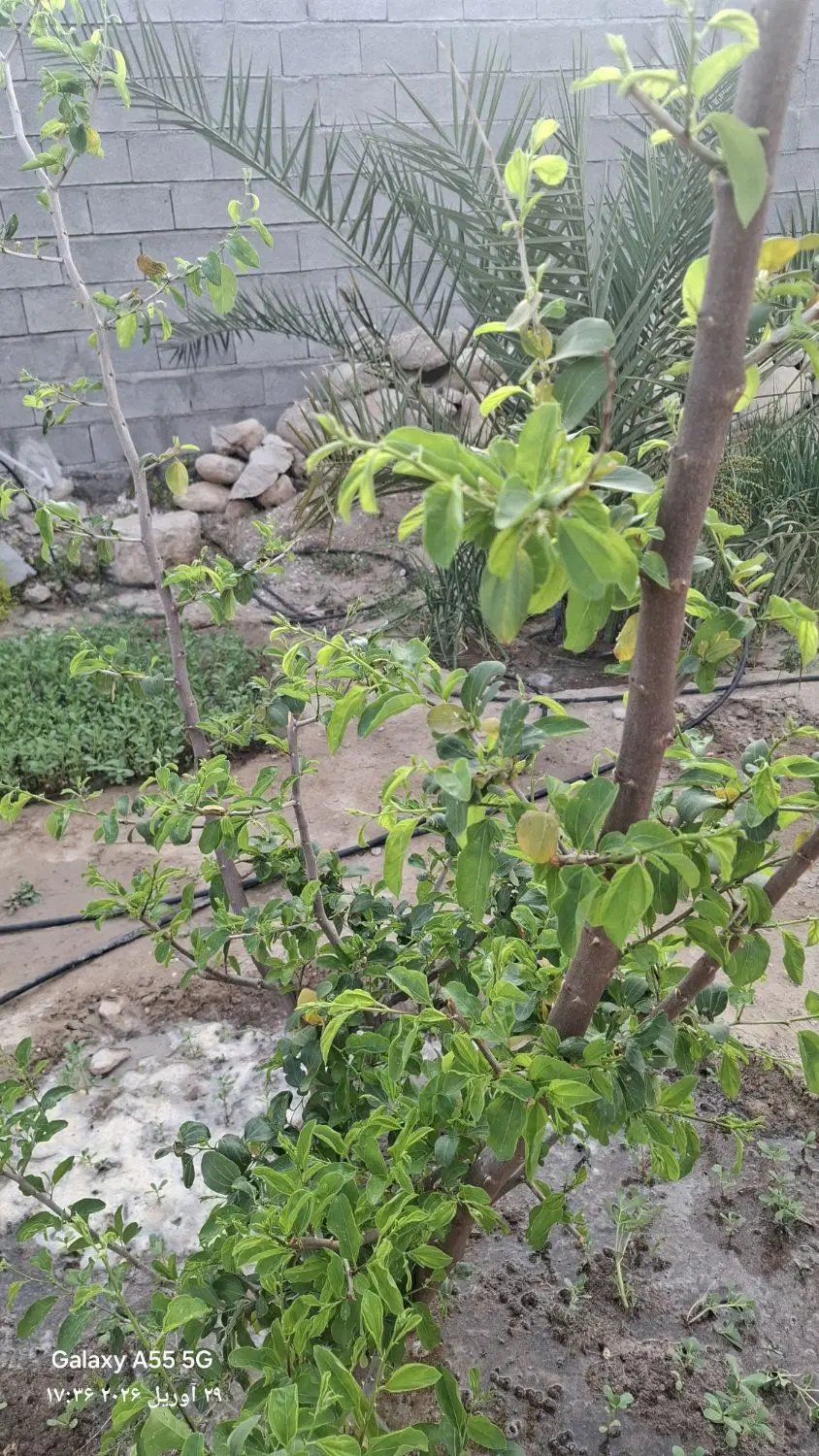 خانه کلنگی