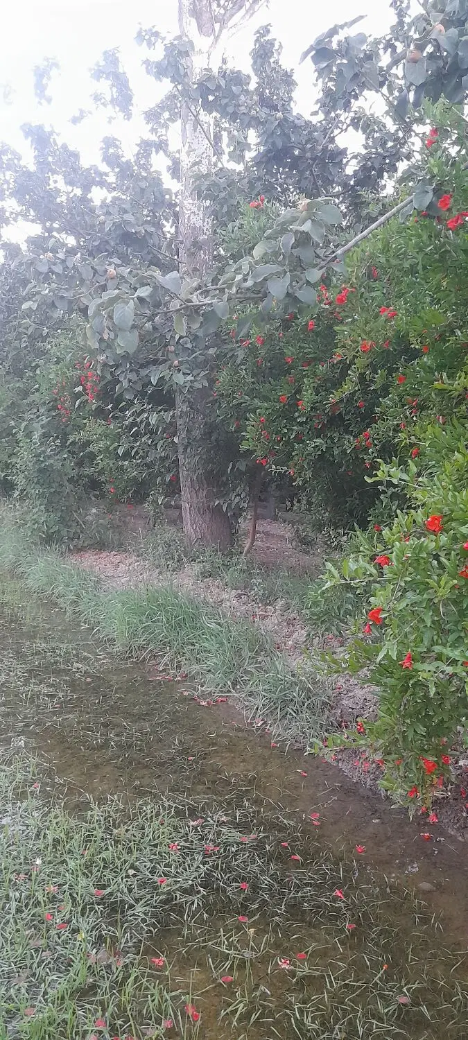 فروش باغ کنار رودخانه