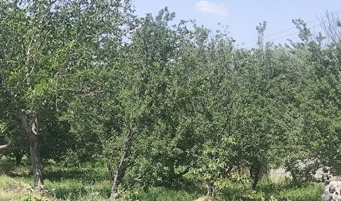 فروش باغ
