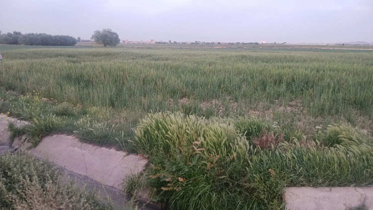 زمین کشاورزی