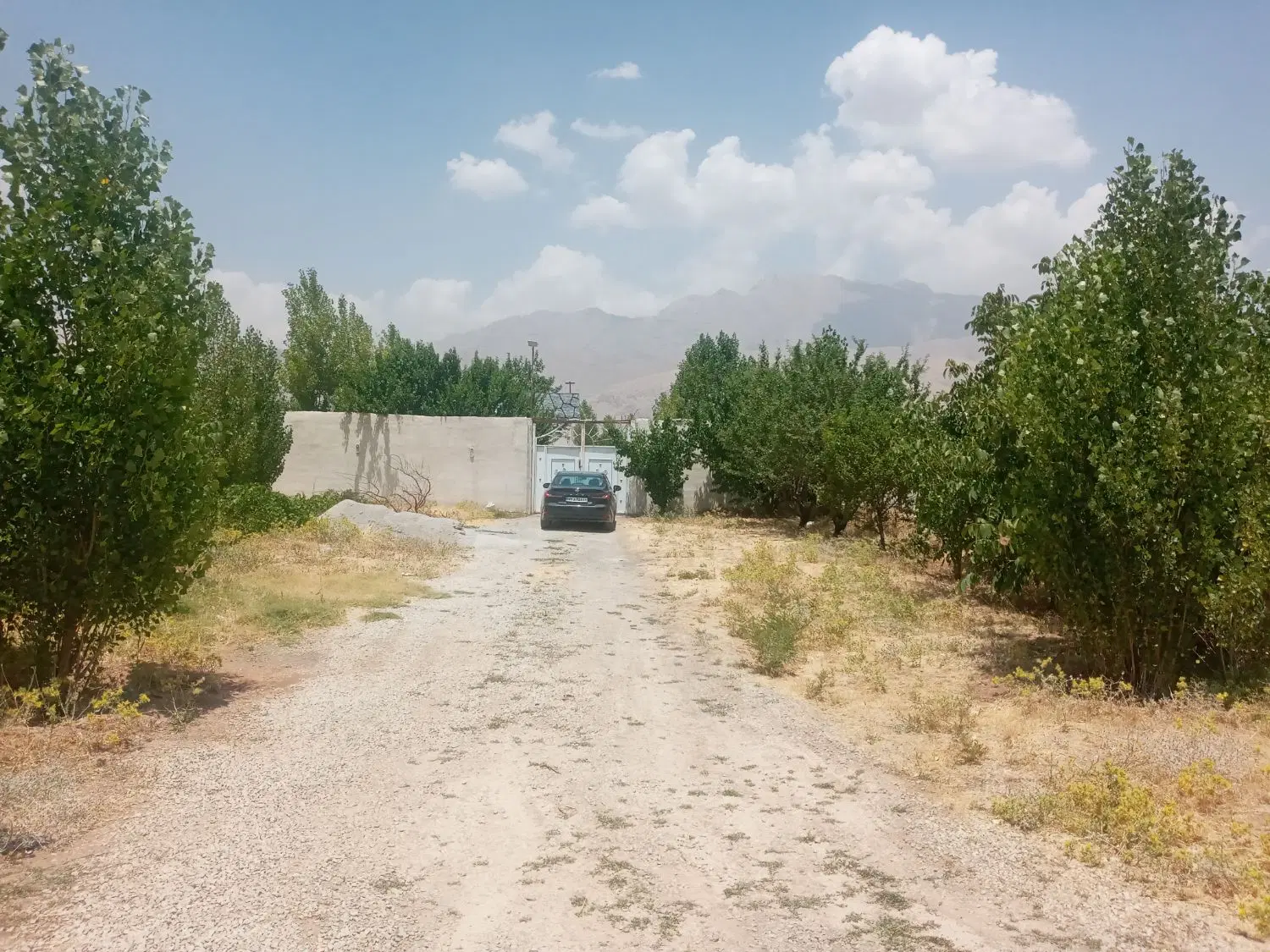 باغ سند تک برگ روستای سیاه بید
