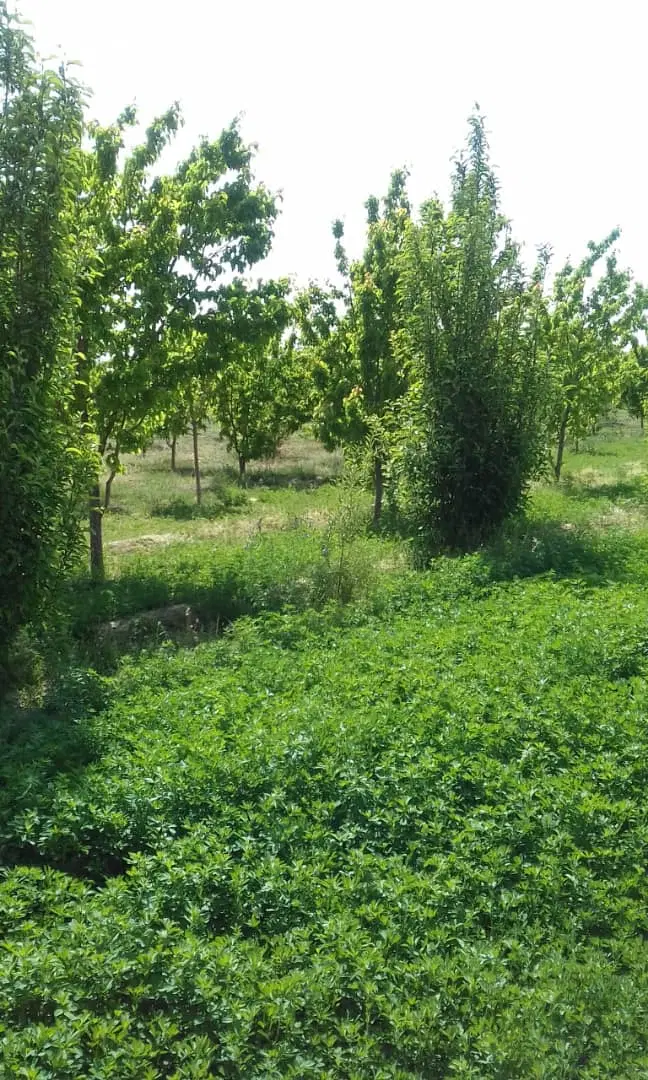 زمین مسکونی در شهرستان بافت