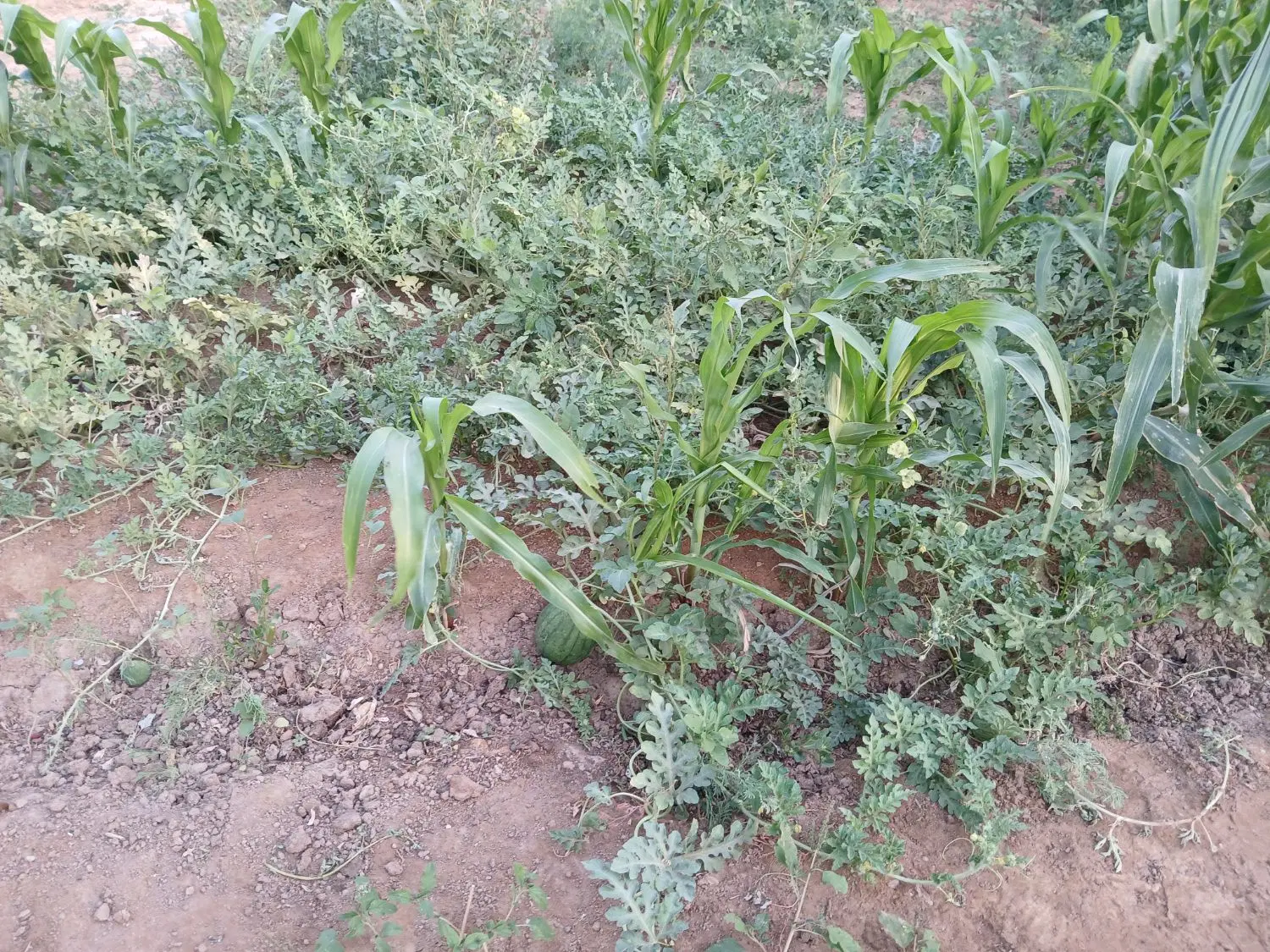 یک واحدباغ1555متراب وبرای وگازپیشوا حسن اباد کوه گ