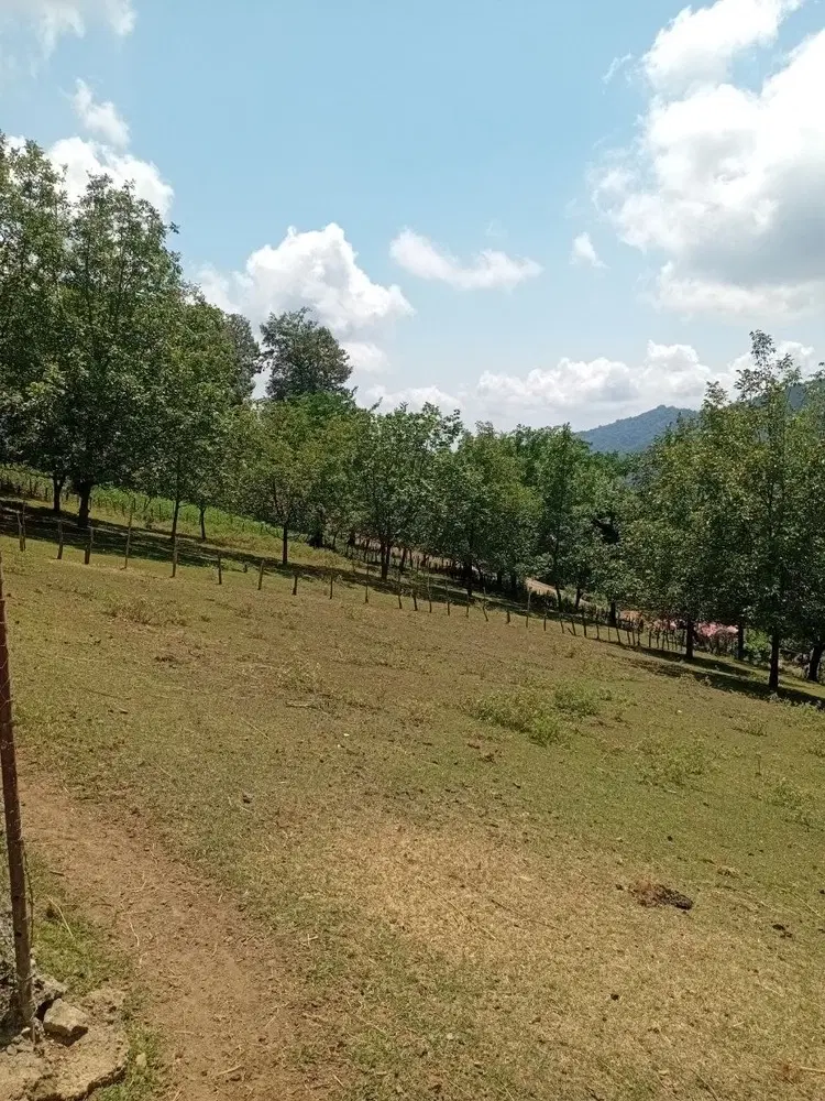 زمین فروش در بره پشت