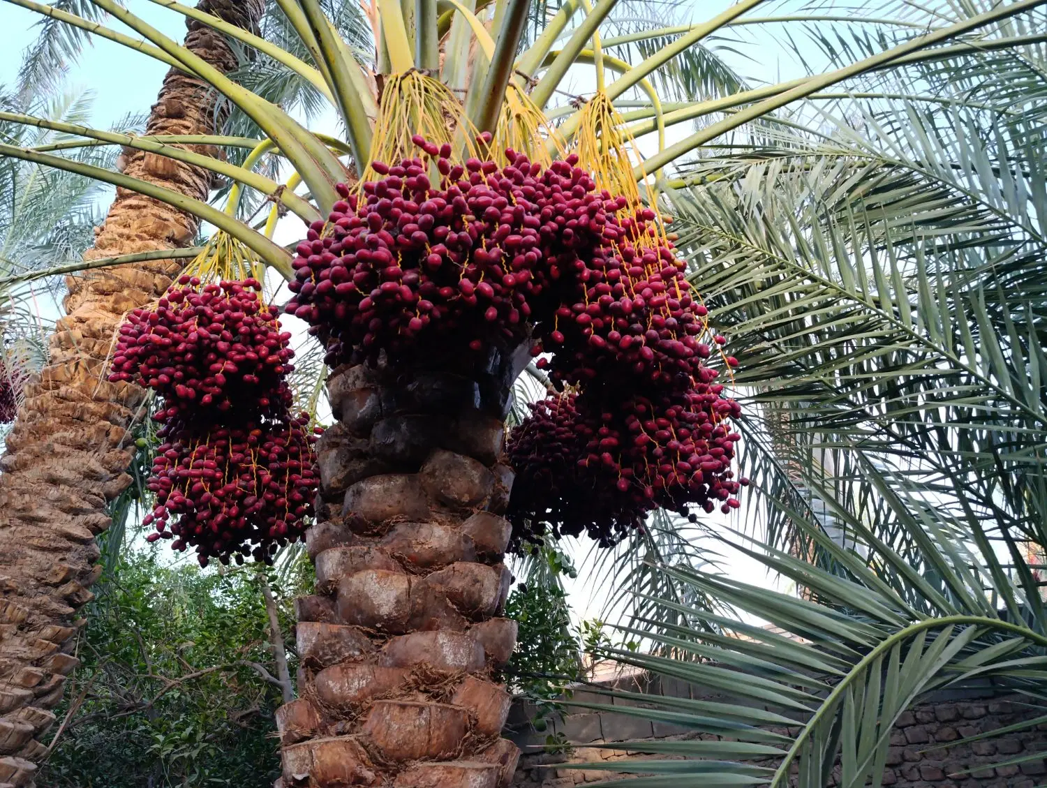 اجاره باغ خرما