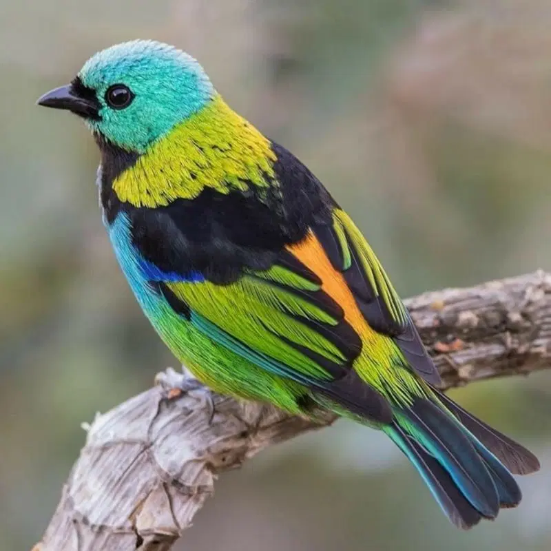 زمین پاپی خالدار