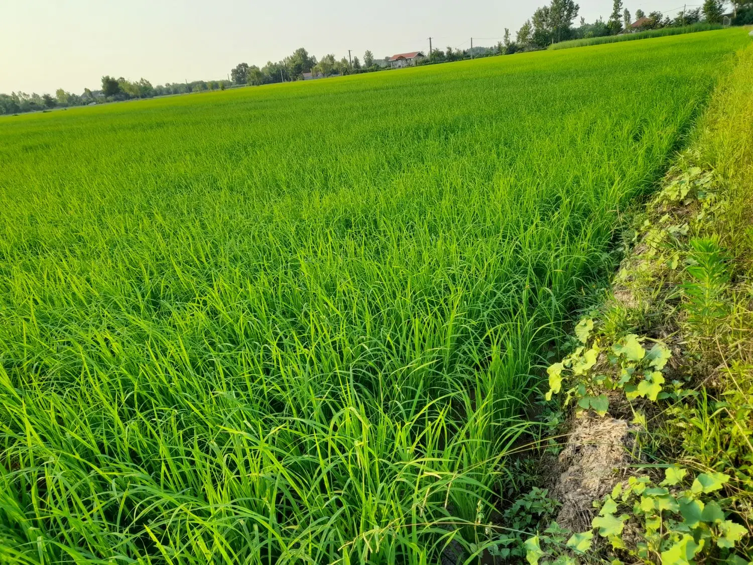 شالیزار