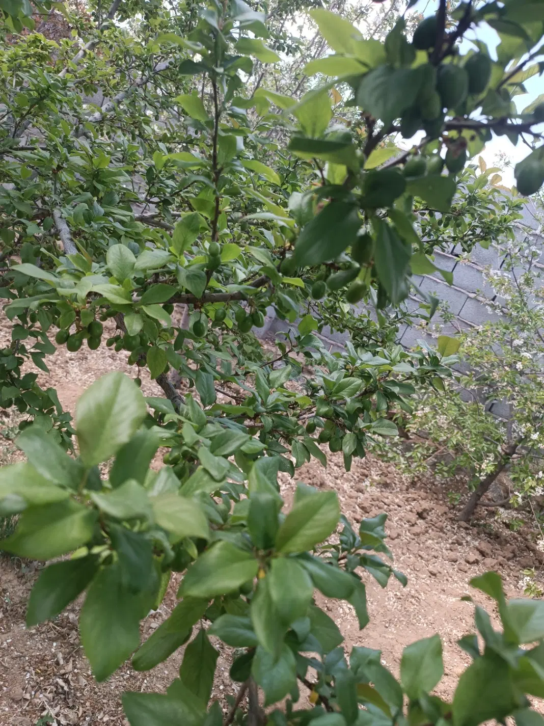 باغ زردین ( مسکونی)