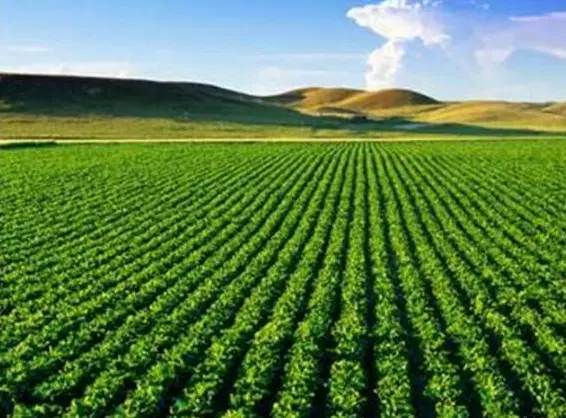 زمین کشاورزی لوله‌کشی قطره‌ بارانی
