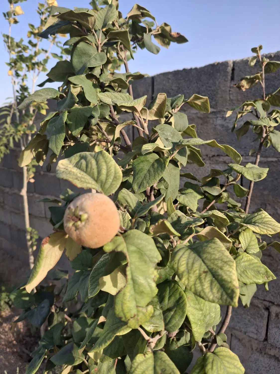 باغچه ۷۰۰ متری
