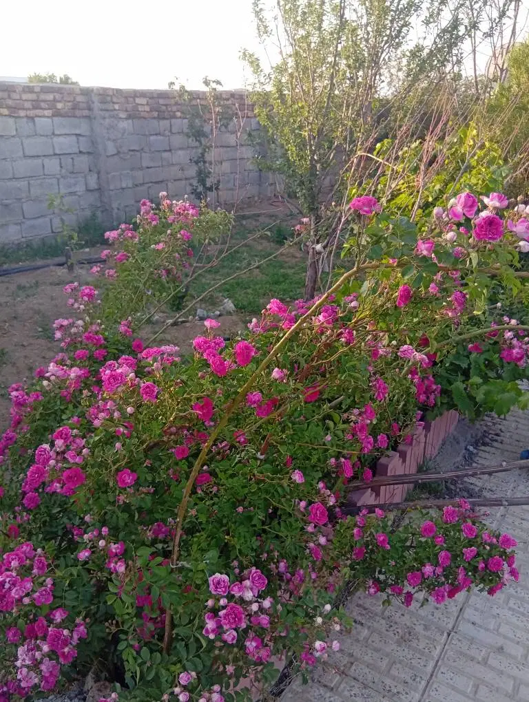 فروش باغ ویلا مسکونی