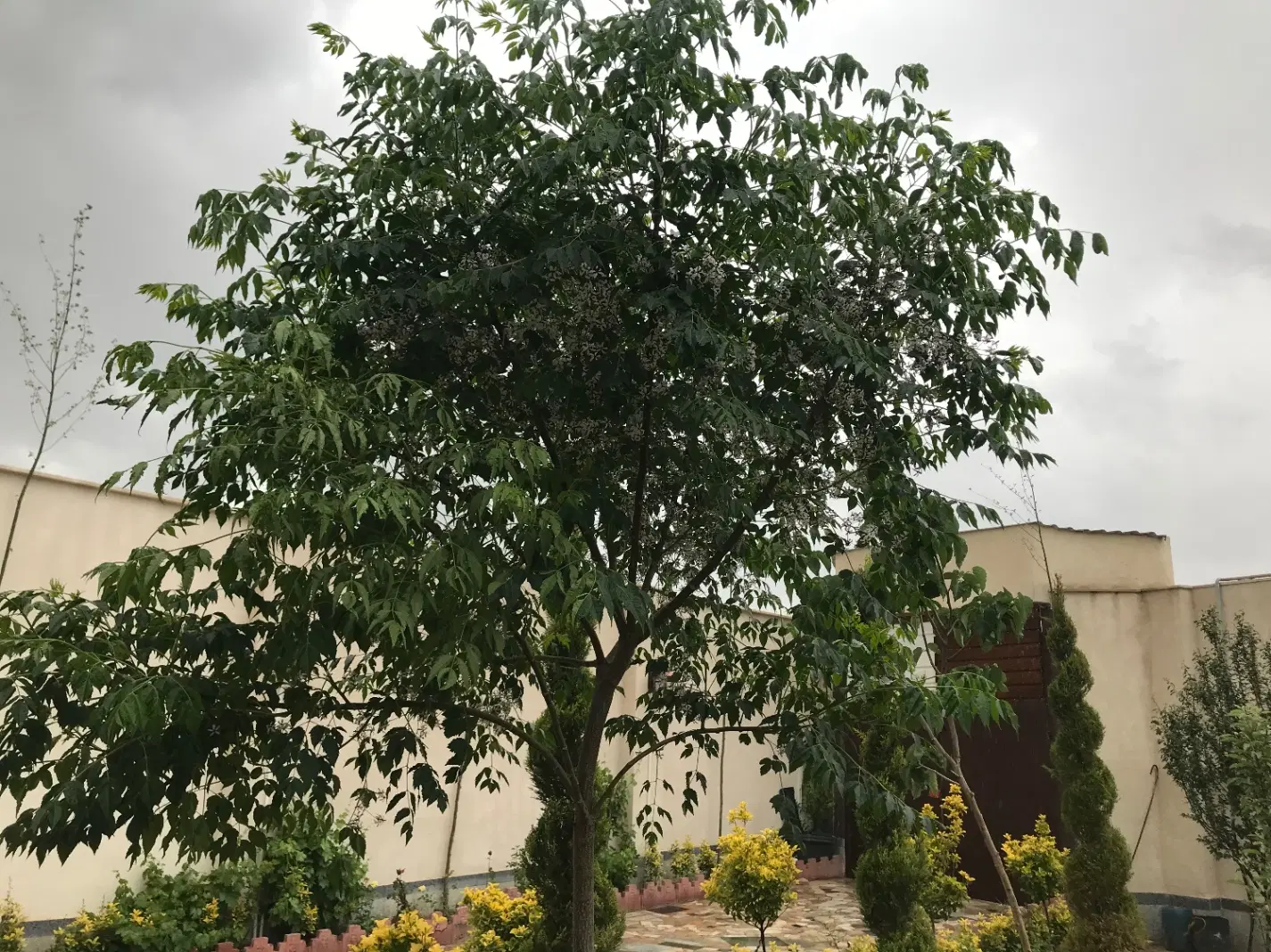 باغچه ۲۵۰ متری ۴دیواری