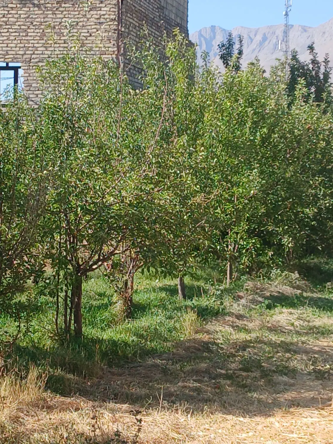 زمین گلشن اباد بان گوار عقیل اباد