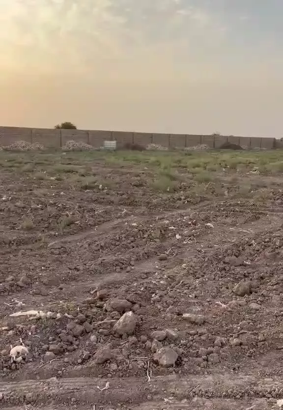 چهاردیواری بامجوز گلخانه