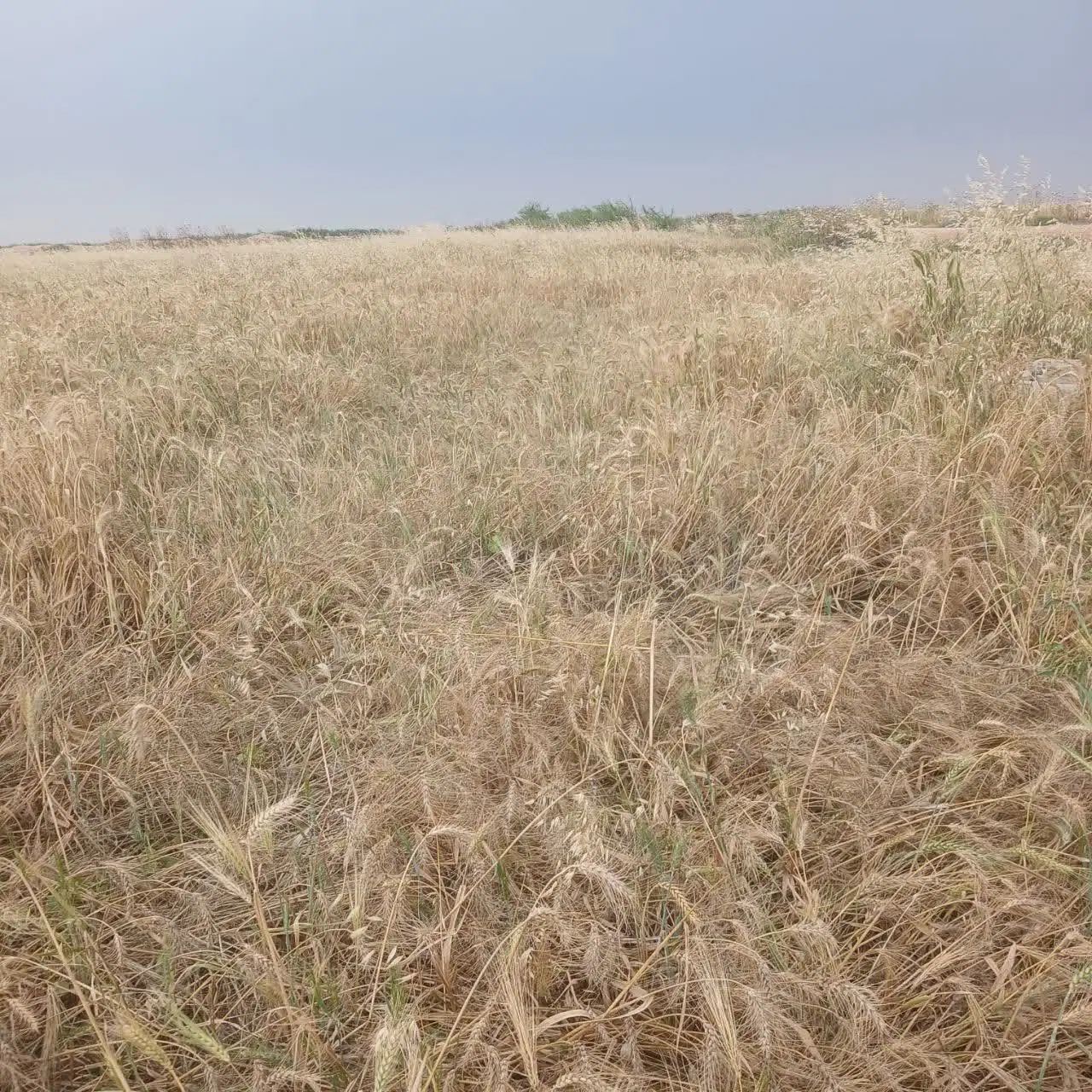 زمین کشاورزی سمت حمیدیه