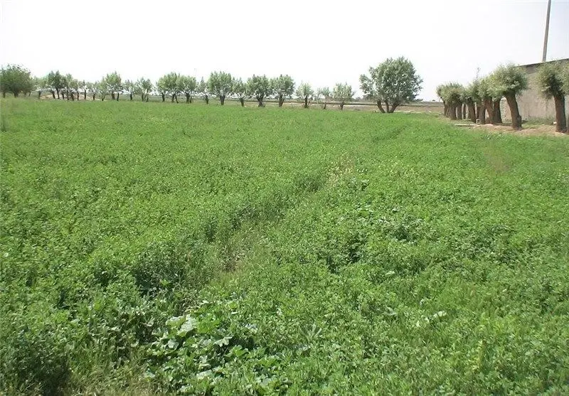 زمین گلخانه