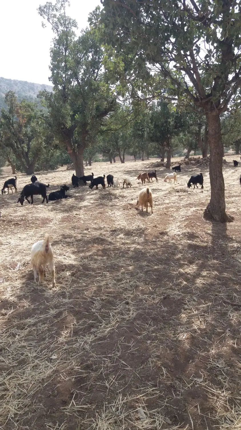 زمین مسکونی