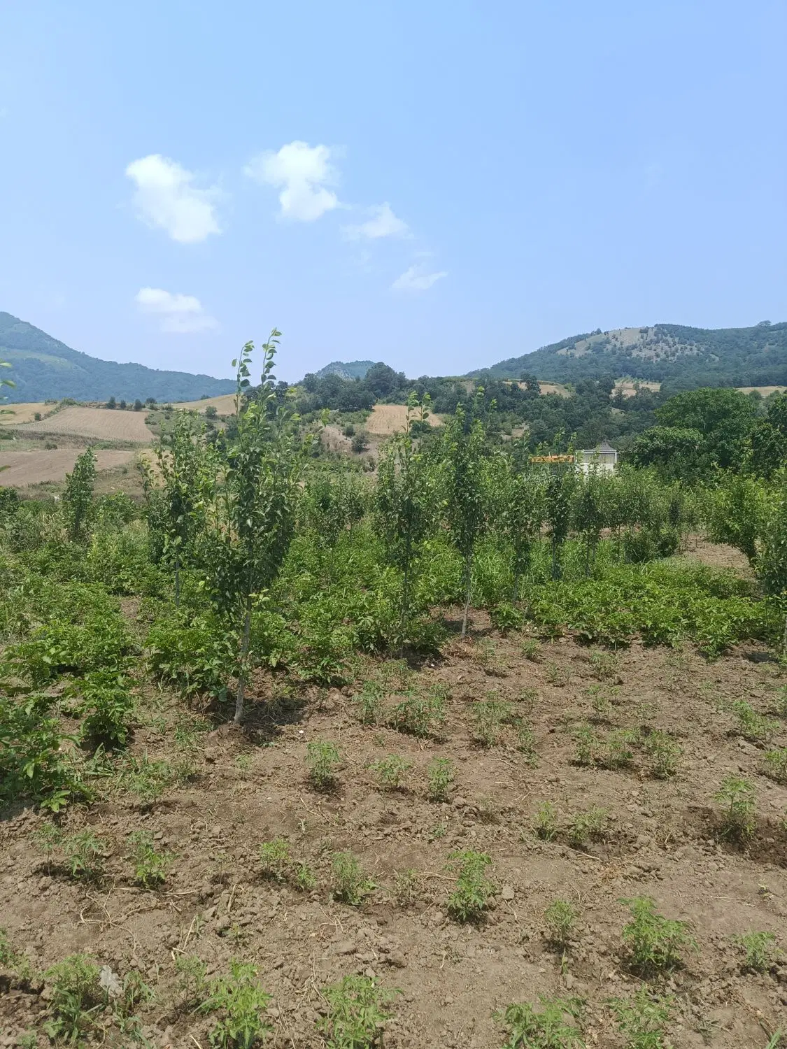 زمین مسکونی و باغ
