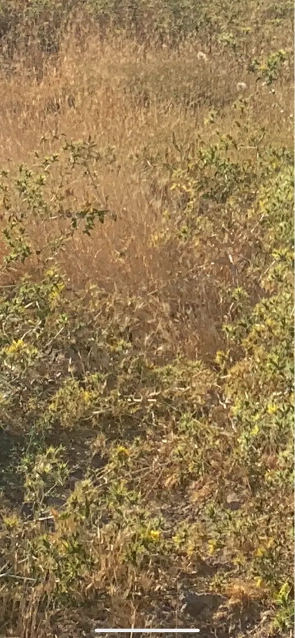 زمین ناب مسکونی کارگاهی روستایی سنتو