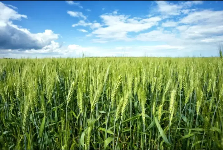 فروش زمین آبی ۱۵۰۰ متر در روستای کوه کمر