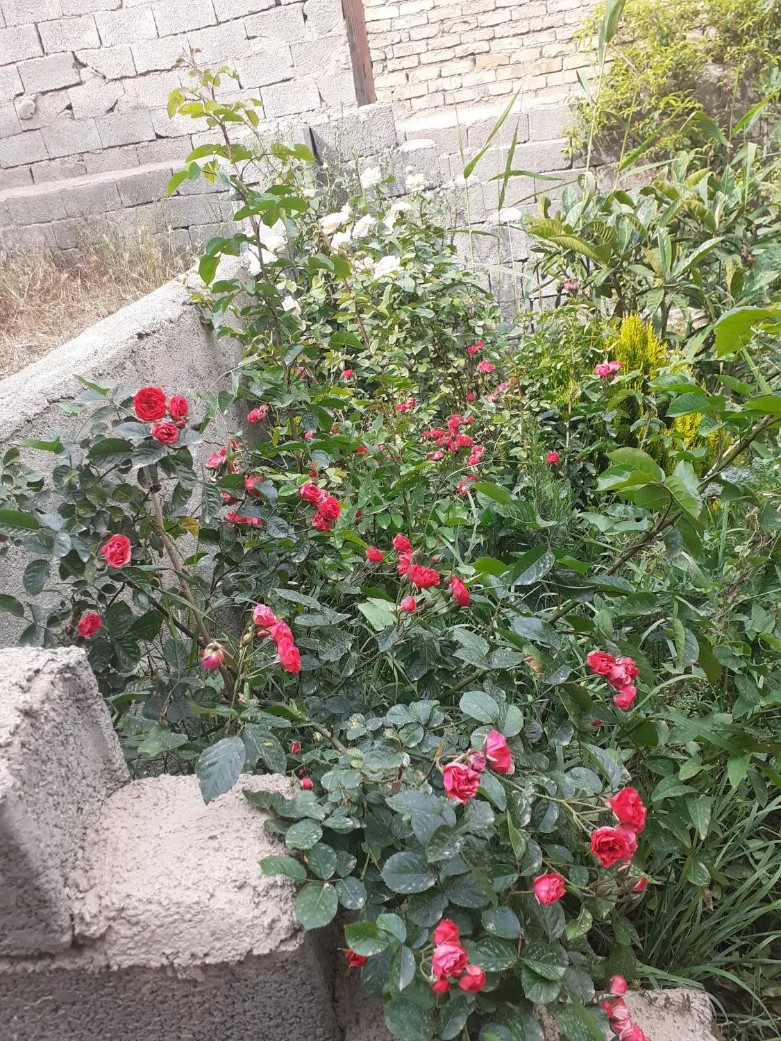 زمین داخل بافت