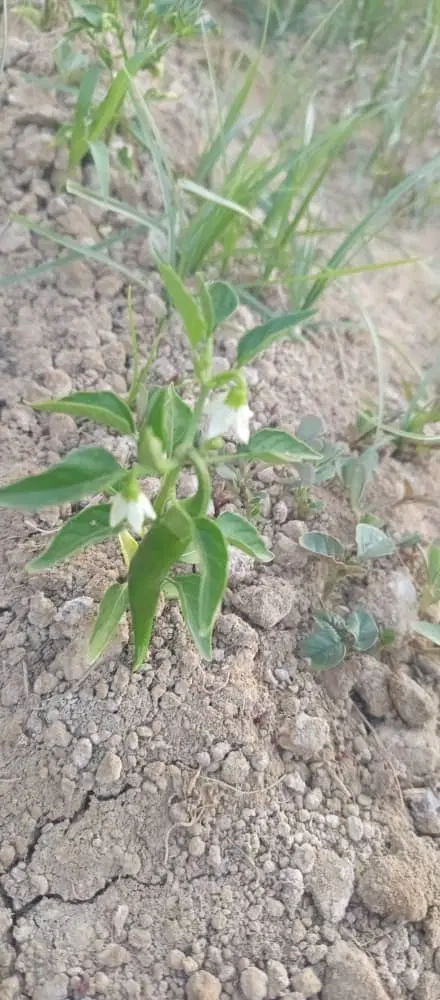 فروش زمین دهنه 11 له8 محدوده