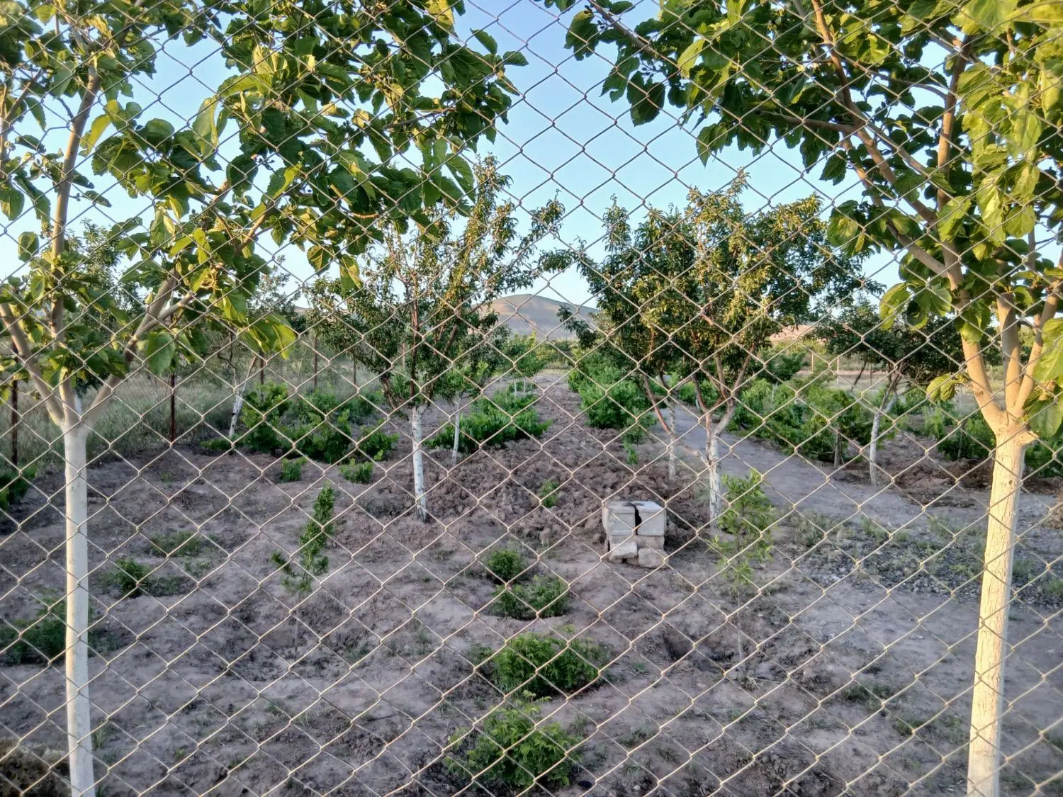 باغ ۱۰۰۰ متری درمنطقه رشتقون (  زعفرانیه )