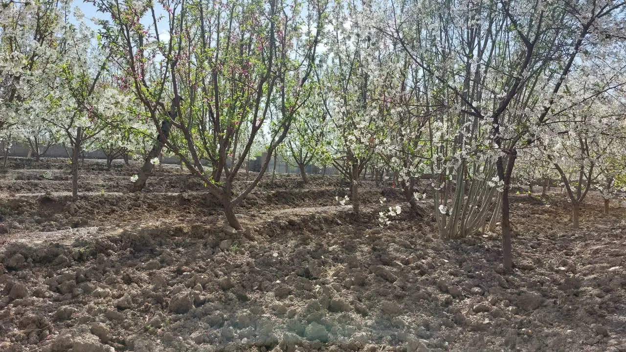 ۴۰۰ متر باغ قدیمی با آب کشاورزی
