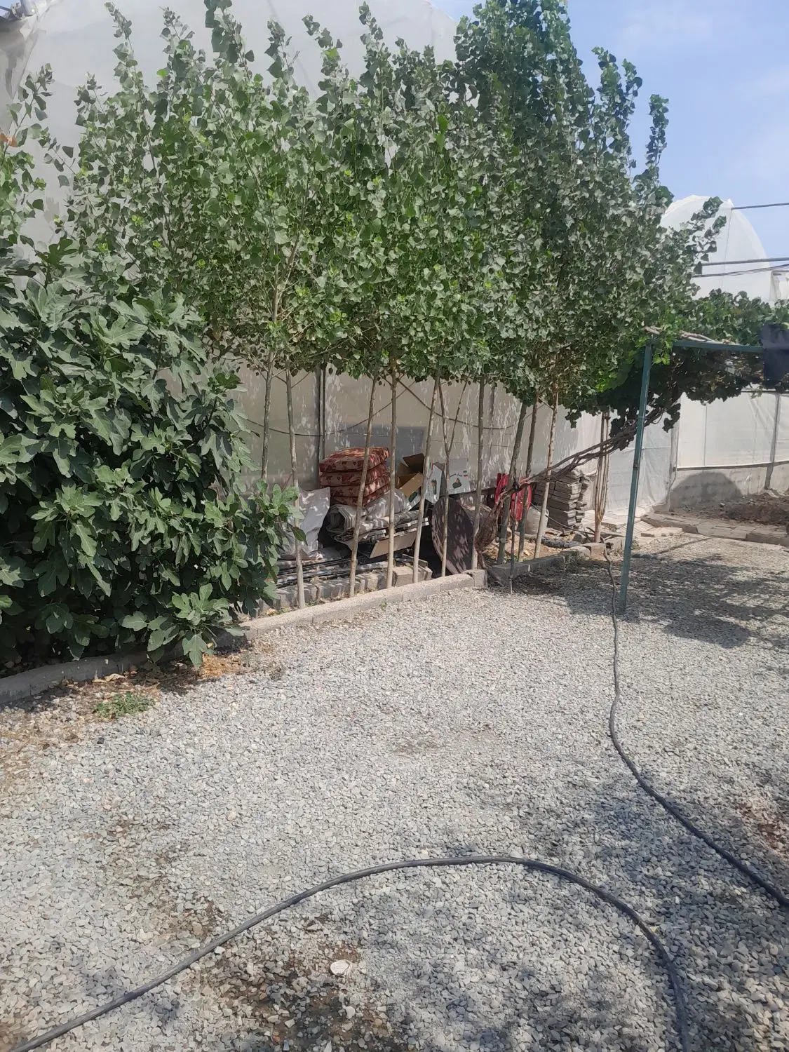 گلخانه ۱۶۰۰متری