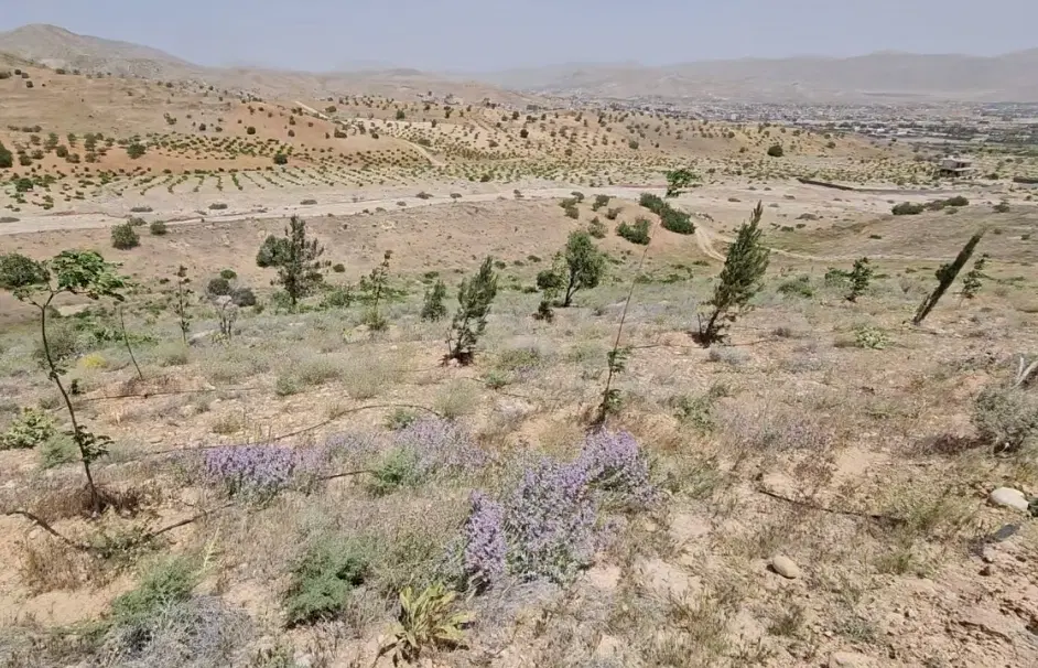 باغ 4ساله قلات