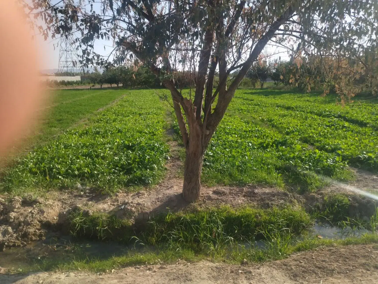 زمین کشاورزی
