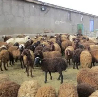 اجاره گاوداری یا سالن